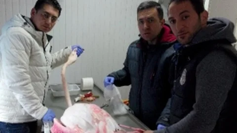 Yaralı Flamingoya Belediye Şefkati