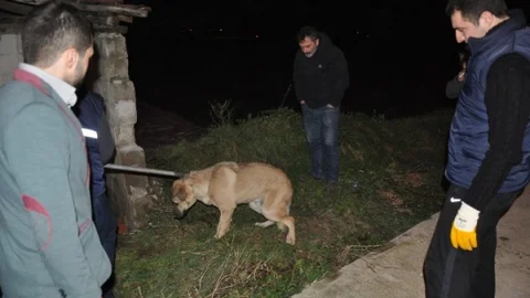 Köpeğe Çarpıp Kaçtı