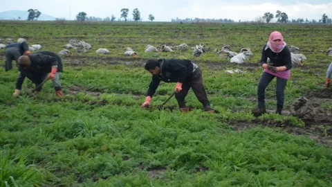 Hatay'da Havuç Hasadı Sancılı Başladı