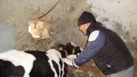 Malkara'da 57 Bin Büyükbaşa 'şap Aşısı' Kampanyası Başlatıldı