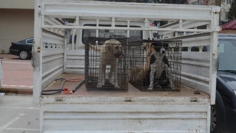 Kırıkhan'daki Başıboş Köpekler Barınağa Götürüldü