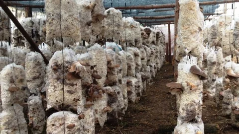 Sütçüler Mantar Vadisi Olacak