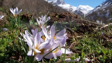 Kardelenler Şubat Ayında Açtı