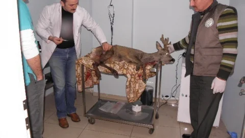 Köpekler Tarafından Yaralanan Karaca Tedavi Altına Alındı