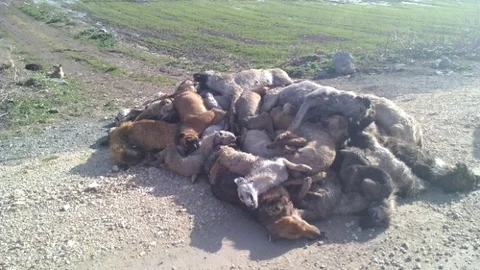 Yenişehir'de Köpek Katliamı