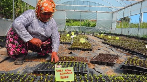 Seferihisar Belediyesi 3 Bin Paket Tohum Dağıtacak