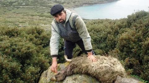 Bodrum'da 85 Koyun Telef Oldu