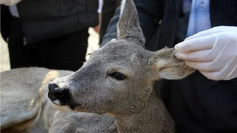 Yaralı karaca tedavi edilip doğaya bırakıldı