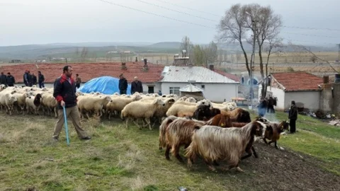 Yozgat'ta 324 Kişi Sürü Yönetimi Kursuna Katılıyor