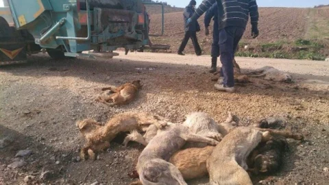 Yenişehir'deki Köpek Katliamı