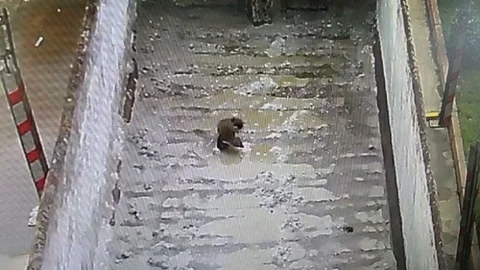 Sansar Tir'ın Dorsesine Girdi