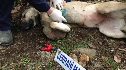 Hayvansever Vatandaşın İlginç Tedavi Merkezi