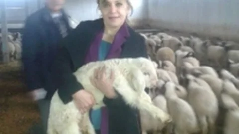 Hayvancılığa Destek Sürüyor
