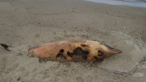 Lapseki Sahilinde Ölü Yunus Balığı Karaya Vurdu