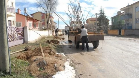 Bolvadin'de Ağaç Dikim Çalışmaları Başladı