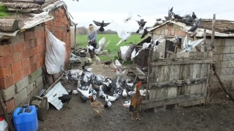 Burhaniyeli Besicinin Güvercin Tutkusu