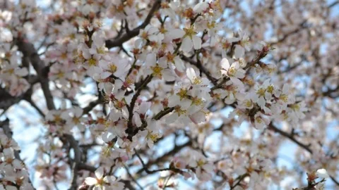 Edirne'de Yalancı Baharda Badem Ağaçları Çiçek Açtı