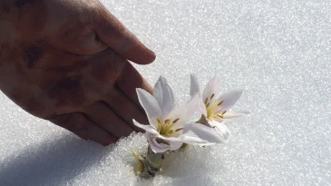 Van'a Bahar Erken Geldi