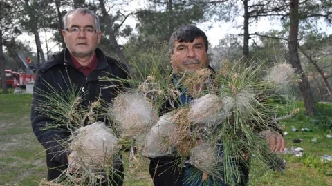 Çam Kese Böceğiyle Mücadele