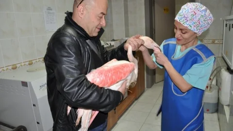 (Özel Haber) Bursa'da Maganda Kurbanı Yaralı Flamingoya Ameliyat