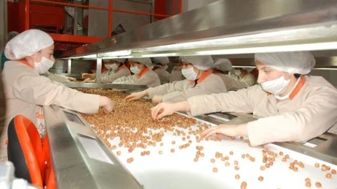 Fındık Sektöründe Acı Tablo