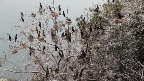 Giresun Adasında Herkül'ün İzini Sürecekler