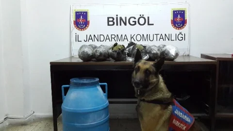 Bingöl'de 12 Kilo Esrar Ele Geçirildi