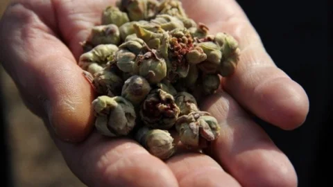 Fındıkta 'kozalak Akarı' Zararlısı Uyarısı