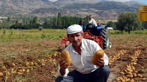 Patates Üretimi 1 Milyon Tona Ulaştı