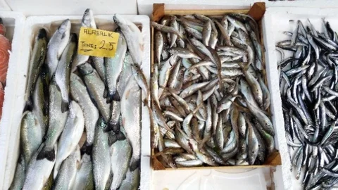 Batı Karadeniz'de Balık Fiyatları El Yakıyor