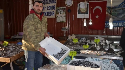 Fatsa'da Hamsi 8 Lira