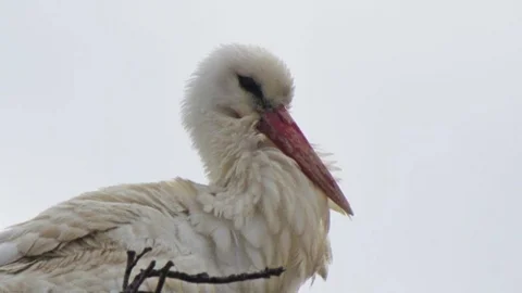 Yaz Göçmenlerinin Öncü Leylekleri Geldi