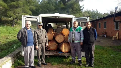 Kestiği kızılçamların tomruklarını minibüsle taşırken yakalandı