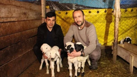 Oltu'da Şubat Ayının Kuzu Bereketi