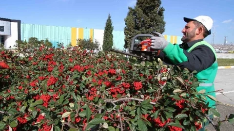 Ağaçların Bakımları Yapılıyor
