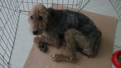 Ölü Yavrularını 18 Gün Karnında Taşımış