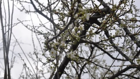 Tekirdağ'da Yalancı Bahara Aldanan Ağaçlar Çiçek Açtı