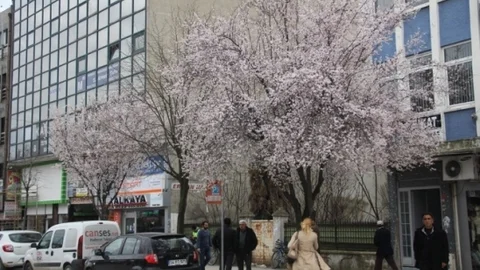 Sakarya'da Yalancı Baharda Ağaçlar Çiçek Açtı