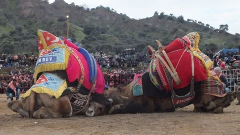 Pehlivan Develer Köşk Arenasında Boy Gösterdi