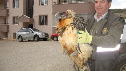 Bilecik'de Yaralı Halde Bulunan ‘Sakallı Akbaba' Koruma Altına Alındı