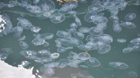 Kıyıya Vuran Binlerce Deniz Anası Korkuttu