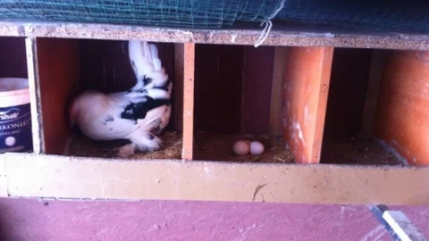 İspenç Tavuğu Yumurtaları Sosyal Medyada