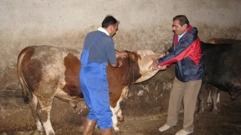 Sorgun'da Şap Aşısı Kampanyası