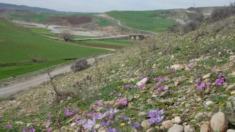 Adıyaman'da Ağaçlar Çiçek Açtı