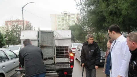 Sahipsiz Hayvanların İmdadına İzmit Zabıta Koşuyor