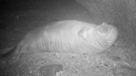 Akdeniz Foku Marmara'da Görüntülendi