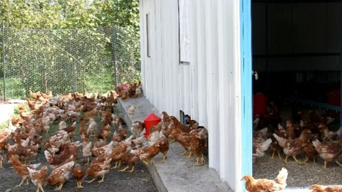 ‘Yumurta Tavukçuluğu'na Büyük İlgi