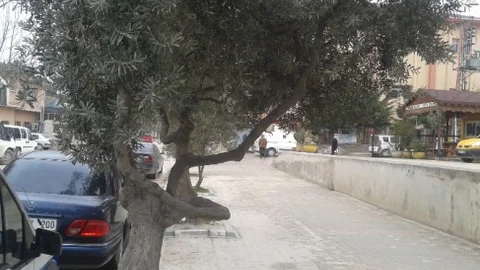 Yaya Yollarındaki Ağaçlar Taşınıyor