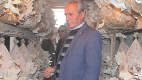 İstiridye Mantarının Hasadı Yapıldı