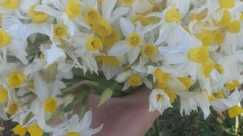 Siirt Dağlarında Nergis Çiçeği Açtı